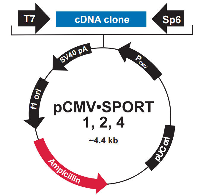 pCMV-SPORT4载体图谱